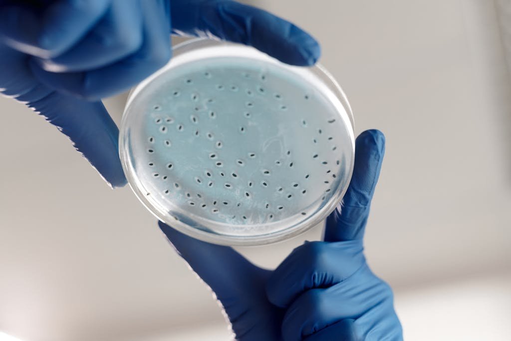 Close-up of gloved hands holding a petri dish with bacterial cultures in a lab.